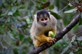 Black-capped squirrel monkey, South Africa Royalty Free Stock Photo
