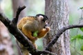 Black-capped squirrel monkey, South Africa Royalty Free Stock Photo