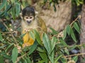 Black-capped squirrel monkey in the London Zoo. Royalty Free Stock Photo