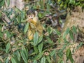 Black-capped squirrel monkey in the London Zoo. Royalty Free Stock Photo