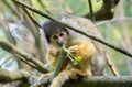 Black-capped squirrel monkey Saimiri boliviensis, eating shoots Royalty Free Stock Photo