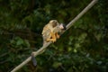 Black-capped squirrel monkey, Saimiri boliviensis, animal with cub on the back in Peru. Nature wildlife. squirrel monkey from Royalty Free Stock Photo