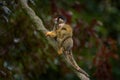 Black-capped squirrel monkey, Saimiri boliviensis, Bahia in Brazil. Small monkey with young cub on the back, climb up on the tree Royalty Free Stock Photo