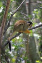 Black-capped Squirrel Monkey (Saimiri boliviensis) Royalty Free Stock Photo