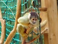 The black-capped squirrel monkey Saimiri boliviensis, Der Bolivianische Totenkopfaffe or Sajmiri - Zoo Ljubljana Zivalski vrt