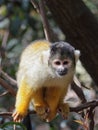 Black-capped squirrel monkey (Saimiri boliviensis) Royalty Free Stock Photo