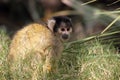Black-capped squirrel monkey (Saimiri boliviensis) Royalty Free Stock Photo