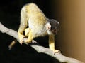 Black-capped squirrel monkey walking on branch tree Royalty Free Stock Photo