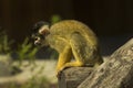 Black-capped squirrel monkey Saimiri boliviensis. Royalty Free Stock Photo