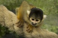 The Black-capped squirrel monkey Saimiri boliviensis. Royalty Free Stock Photo