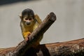 Black-capped squirrel monkey sitting on a tree branch with gray wall in the zoo Royalty Free Stock Photo