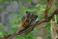 Cute emperor tamarin monkey with its baby. Royalty Free Stock Photo