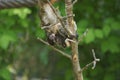 Cute emperor tamarin monkey with its baby. Royalty Free Stock Photo