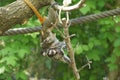 Cute emperor tamarin monkey with its baby. Royalty Free Stock Photo