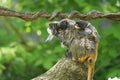 Cute emperor tamarin monkey with its baby. Royalty Free Stock Photo