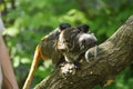 Cute emperor tamarin monkey with its baby. Royalty Free Stock Photo