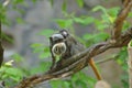 Squirrel monkey with its baby. Royalty Free Stock Photo