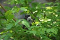 Cute emperor tamarin. Royalty Free Stock Photo