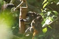 emperor tamarin monkey with its baby. Royalty Free Stock Photo