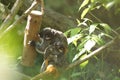 emperor tamarin monkey with its baby. Royalty Free Stock Photo