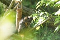 emperor tamarin monkey with its baby. Royalty Free Stock Photo