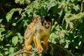 Black-capped squirrel monkey sitting on a tree branch with leaves on a sunny day Royalty Free Stock Photo