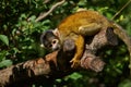 Black-capped squirrel monkey sitting on a tree branch with leaves in the zoo Royalty Free Stock Photo