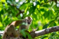 A black-capped squirrel monkey sitting on a tree (Saimirinae Saimiri boliviensis) Royalty Free Stock Photo