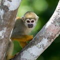 A black-capped squirrel monkey sitting on a tree (Saimirinae Saimiri boliviensis) Royalty Free Stock Photo