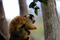 Black-capped squirrel monkey, South Africa Royalty Free Stock Photo