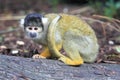 Black-capped squirrel monkey