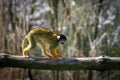Black-capped squirrel monkey walking on a branch Royalty Free Stock Photo
