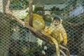 Black-capped squirrel monkey at zoo Royalty Free Stock Photo