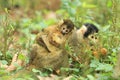 Black-capped squirrel monkeys Royalty Free Stock Photo