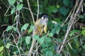 Black-capped squirrel, Saimiri boliviensis, monkey, Lake Sandoval, Amazonia, Peru Royalty Free Stock Photo