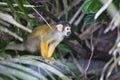 Black-capped squirrel, Saimiri boliviensis, monkey, Lake Sandoval, Amazonia, Peru Royalty Free Stock Photo