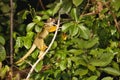 Black-capped squirrel, Saimiri boliviensis, monkey, Lake Sandoval, Amazonia, Peru Royalty Free Stock Photo