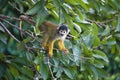 Black-capped squirrel, Saimiri boliviensis, monkey, Lake Sandoval, Amazonia, Peru Royalty Free Stock Photo