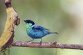 Black-capped Tanager   843968 Royalty Free Stock Photo
