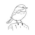 Black-capped vector illustration. line art bird