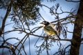 Black-capped vireo resting in a cedar tree Royalty Free Stock Photo