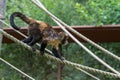Black Capuchin Monkey climbing down