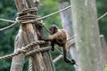 Black Capuchin Monkey on a climbing tree