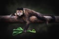 Black Capuchin Monkey eating