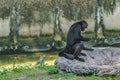 Black Capuchin Monkey and Iguana at Zoo