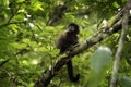 black capuchin, sapajus nigritus, black horned capuchin Royalty Free Stock Photo