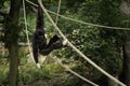 A Black Capuchin Monkey playing on ropes