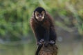 Black Capuchin Monkey