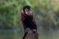 Black Capuchin Monkey