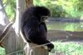 Black capuchin monkey